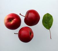 Aport æbler